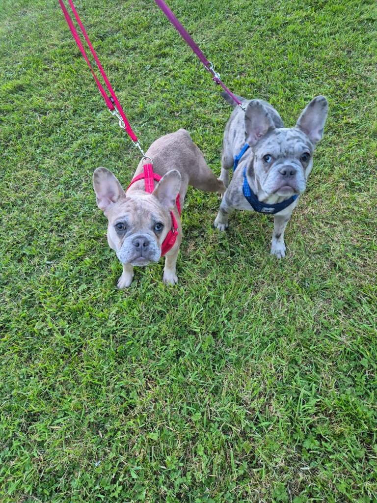Male merle French bulldogs