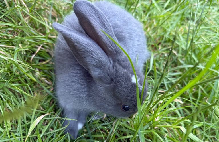 Rabbits for sale - 9 weeks old- Feltham