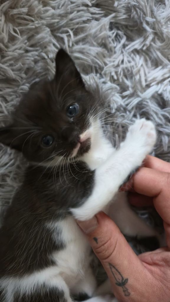 Beautiful Tuxedo Kittens Looking for Loving Homes