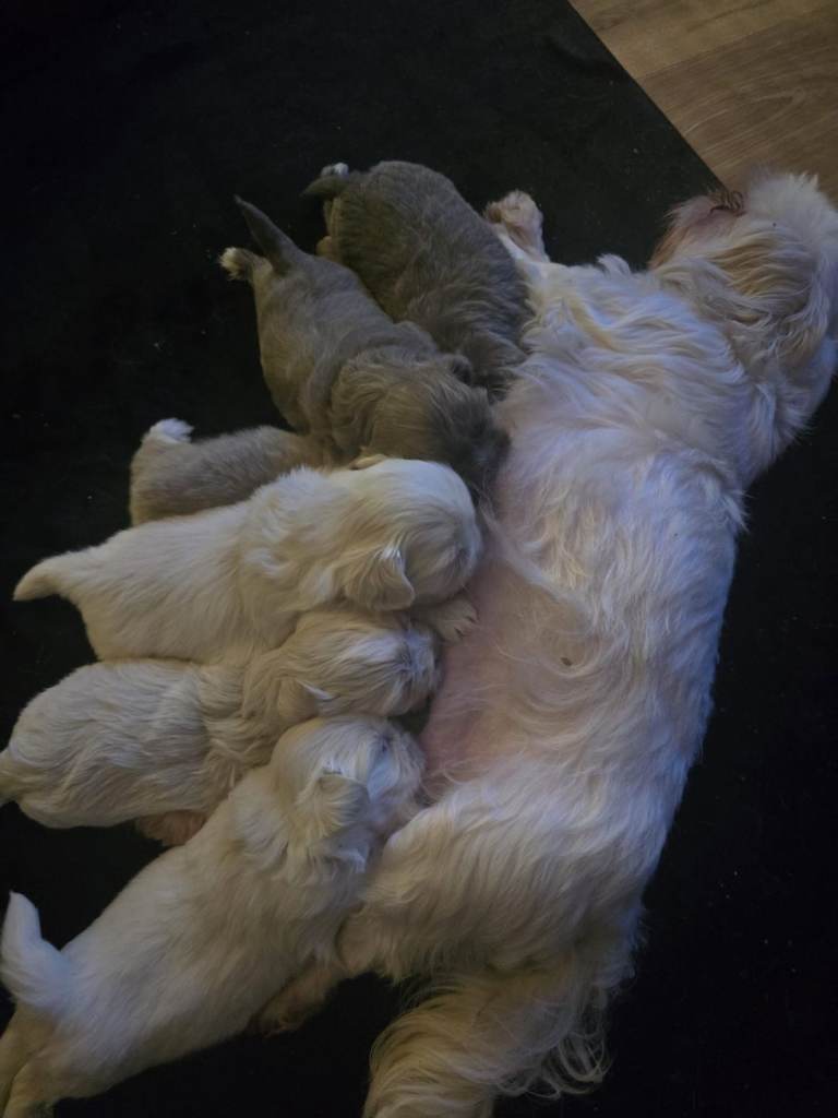 3 beautiful shih tzu boys