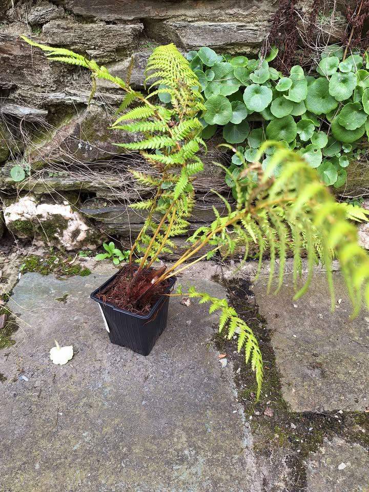 Tree Fern Dicksonia Antarctica Plant