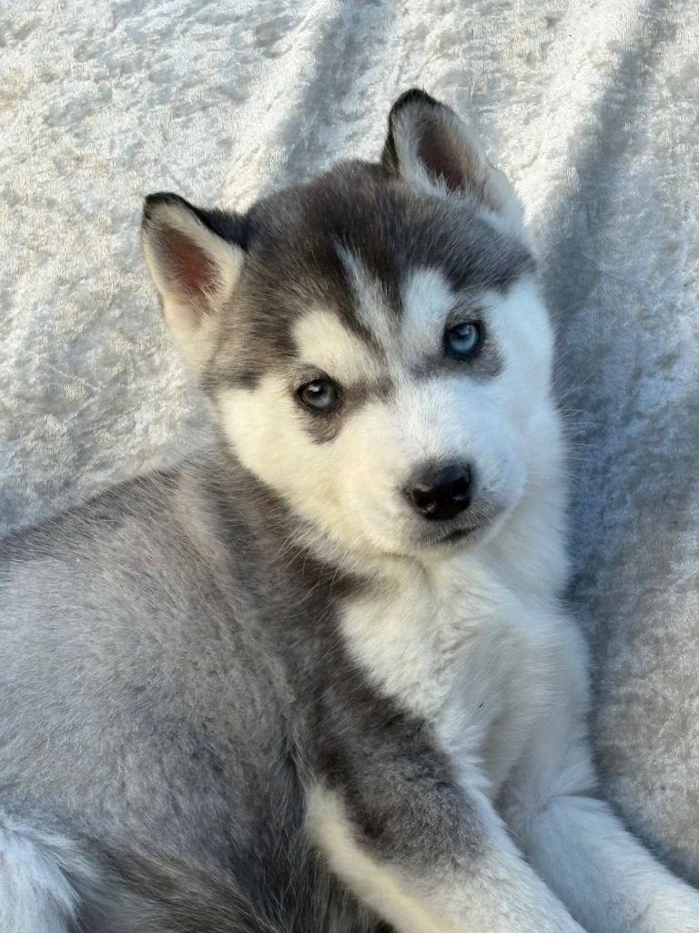 Siberian husky puppies