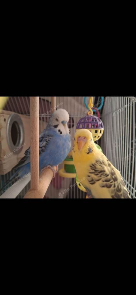 Buddgies and cage