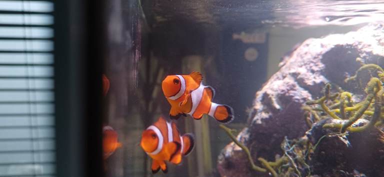 Marine Fish (2 Clownfish, 1 Damsel)