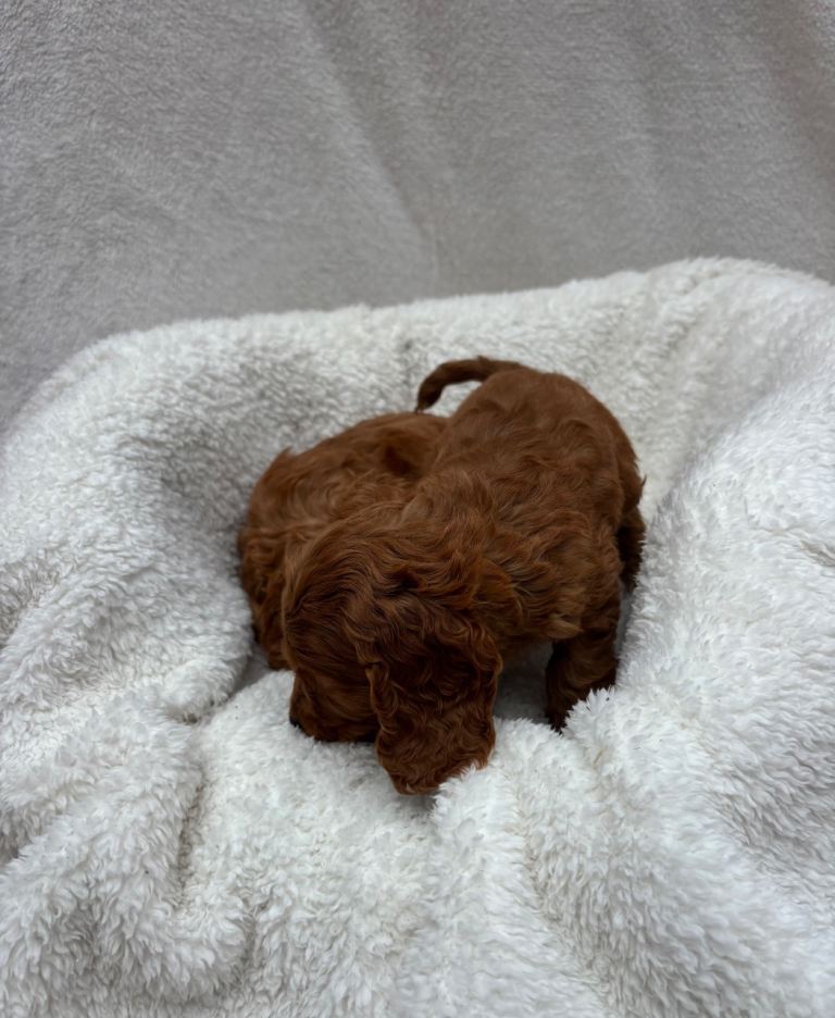 Cavapoo puppies