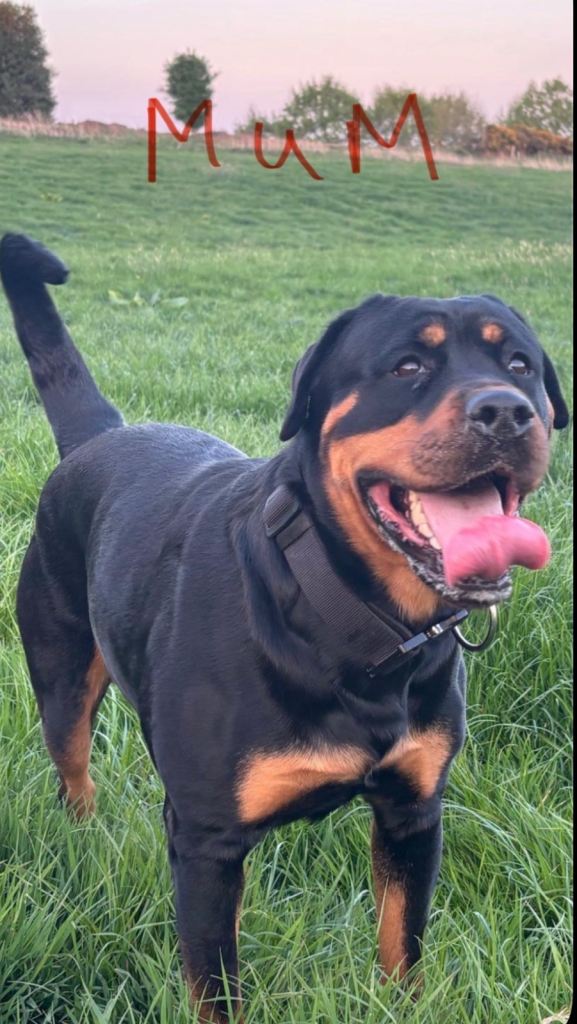 Gentle Giants: Family-Raised Rottweiler Puppies