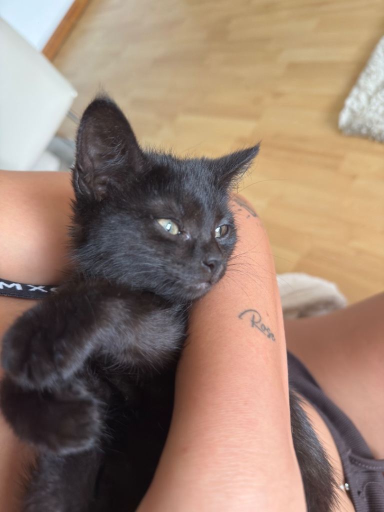 12 week female kitten 