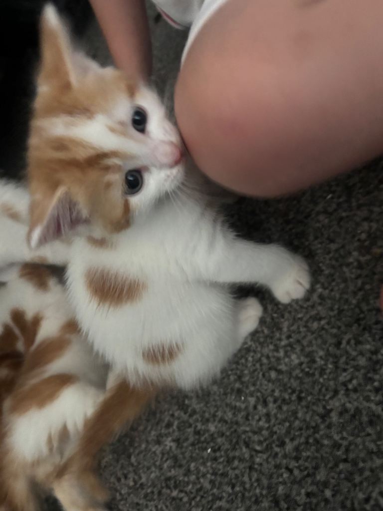 kittens 7 weeks old 