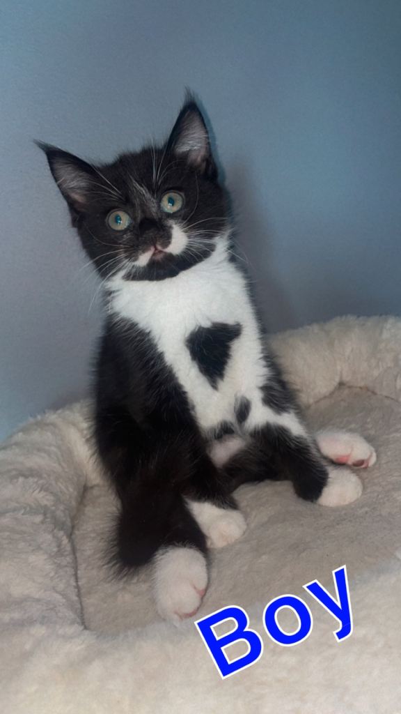 Beautiful BSH & Turkish Angora Kittens 