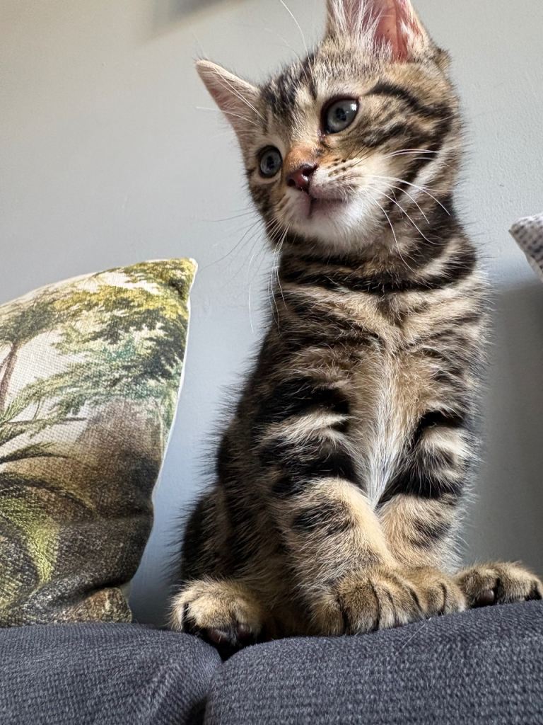 stunning tabby fluffy female kitten 8 week old