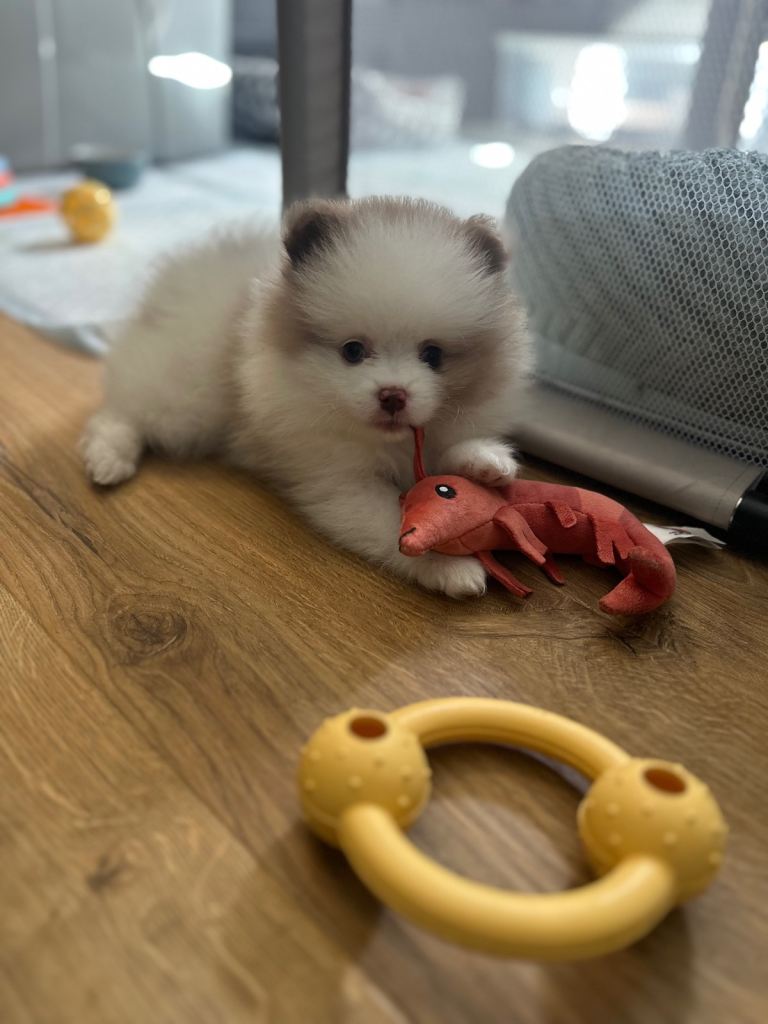 Pomeranian puppies
