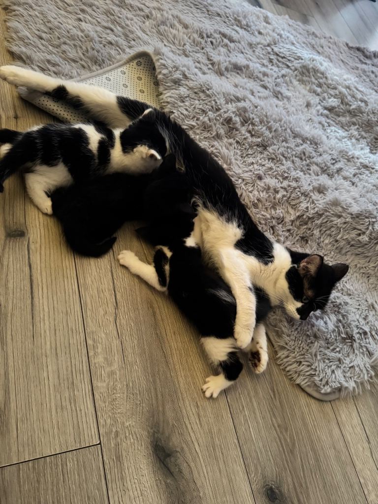 1/4 Maine coon kittens 