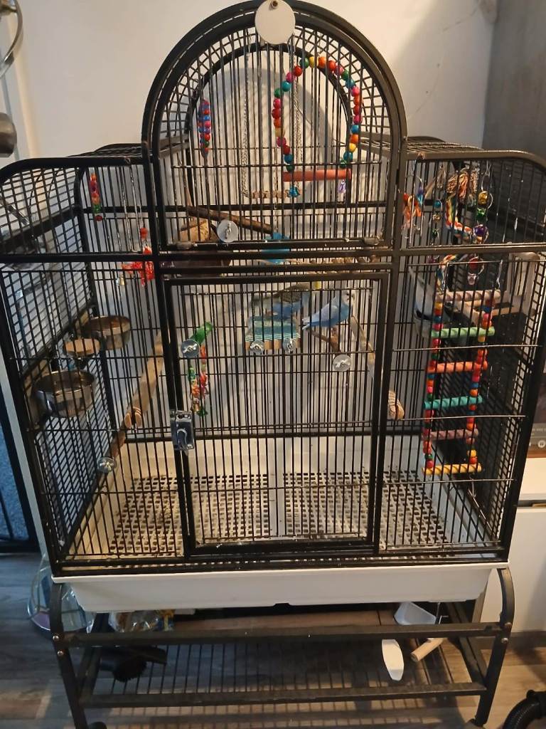 3 budgies and a cage for sale 