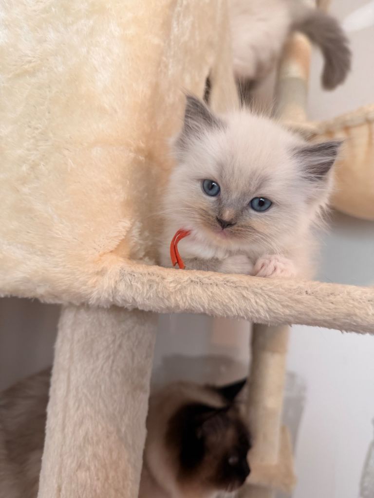 LAST 3 READY NOW pure breed ragdoll kittens  
