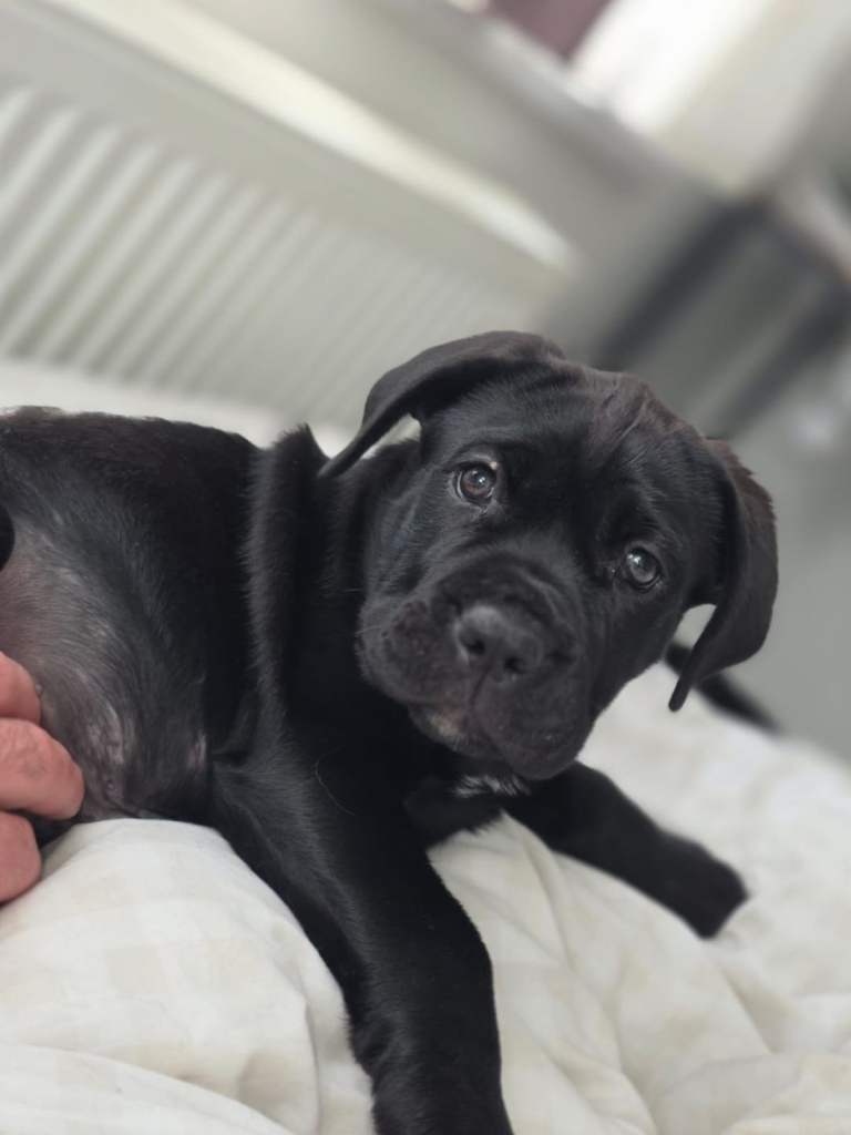 Stunning female cane corso x