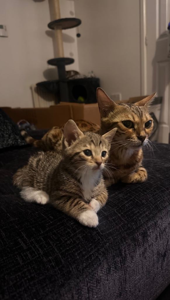 Beautiful Bengal male Mix Kitten - Playful, Healthy & Ready for Loving Home