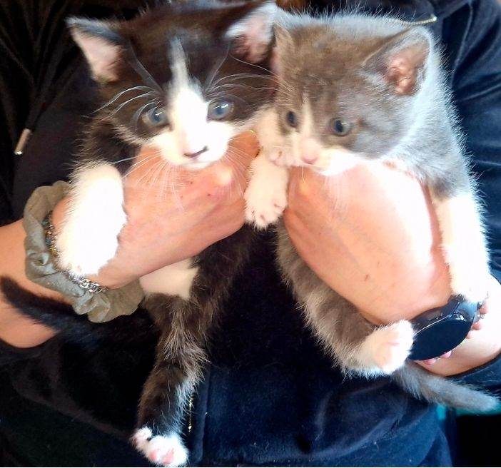 Selling kittens . Cute kittens