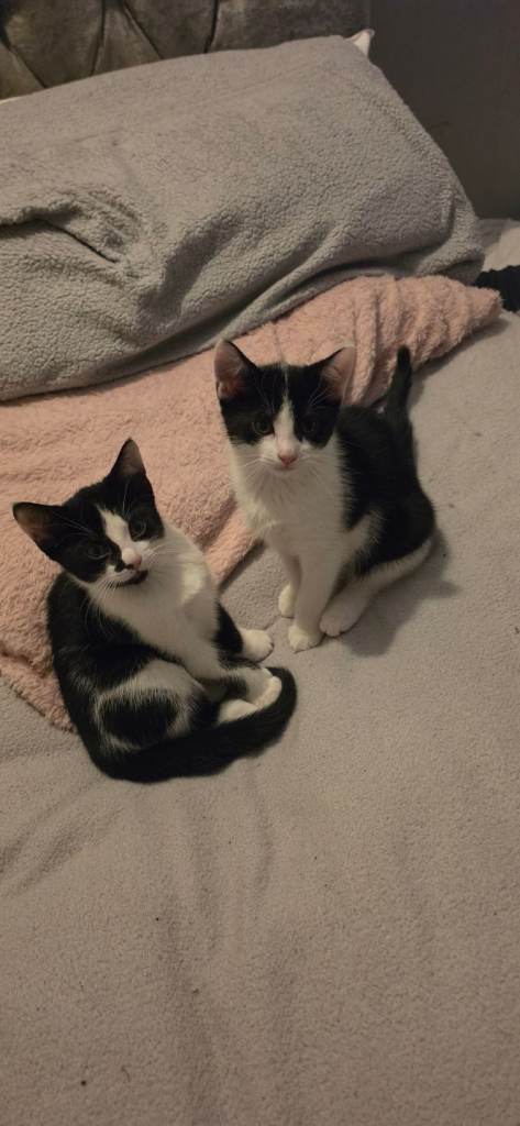 Beautiful kittens 