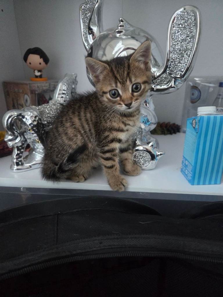  tabby kittens 