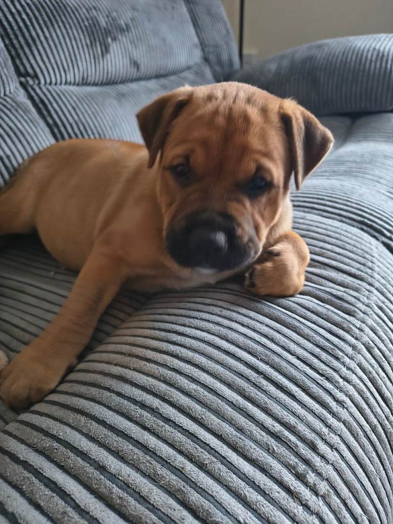 12 week old puppy 