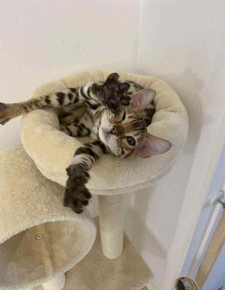 Bengal baby boy 💙