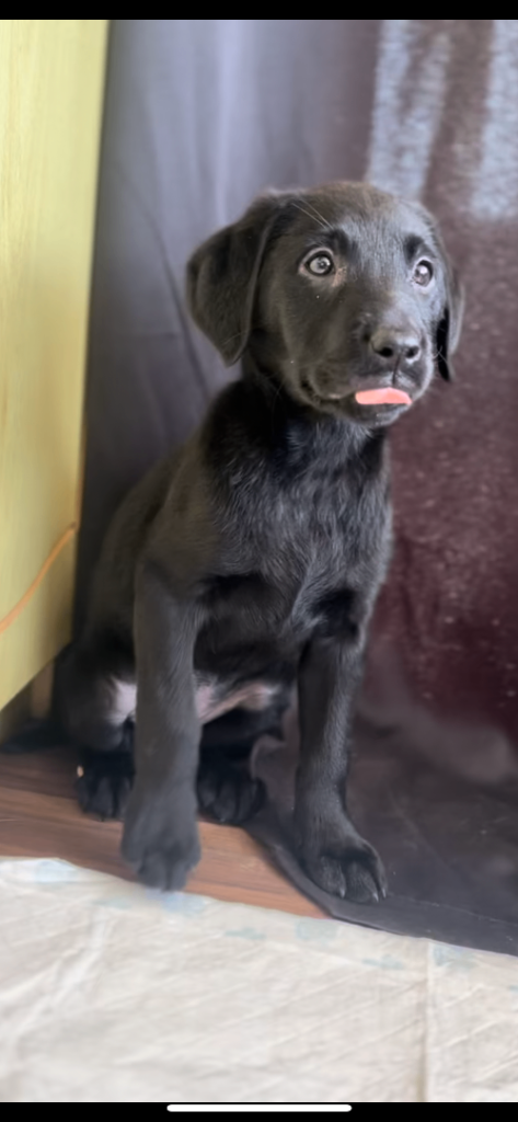 Female black Labrador 