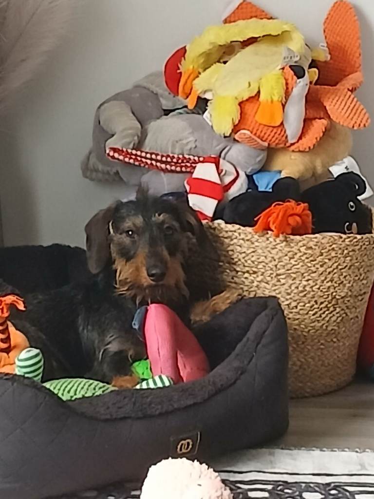 Lovley female wiredhaired dachshund 