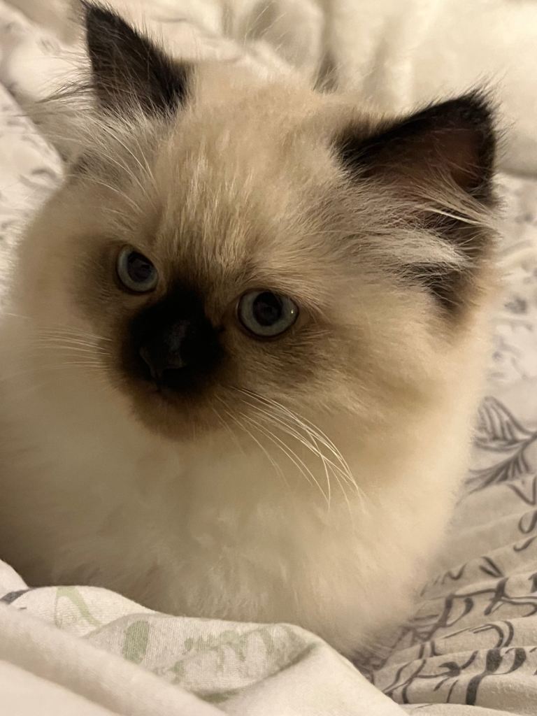 British Ragdoll Femal Kitten 