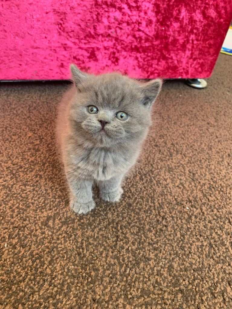 British shorthair kitten 