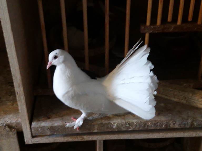 English garden fantail pigeons 
