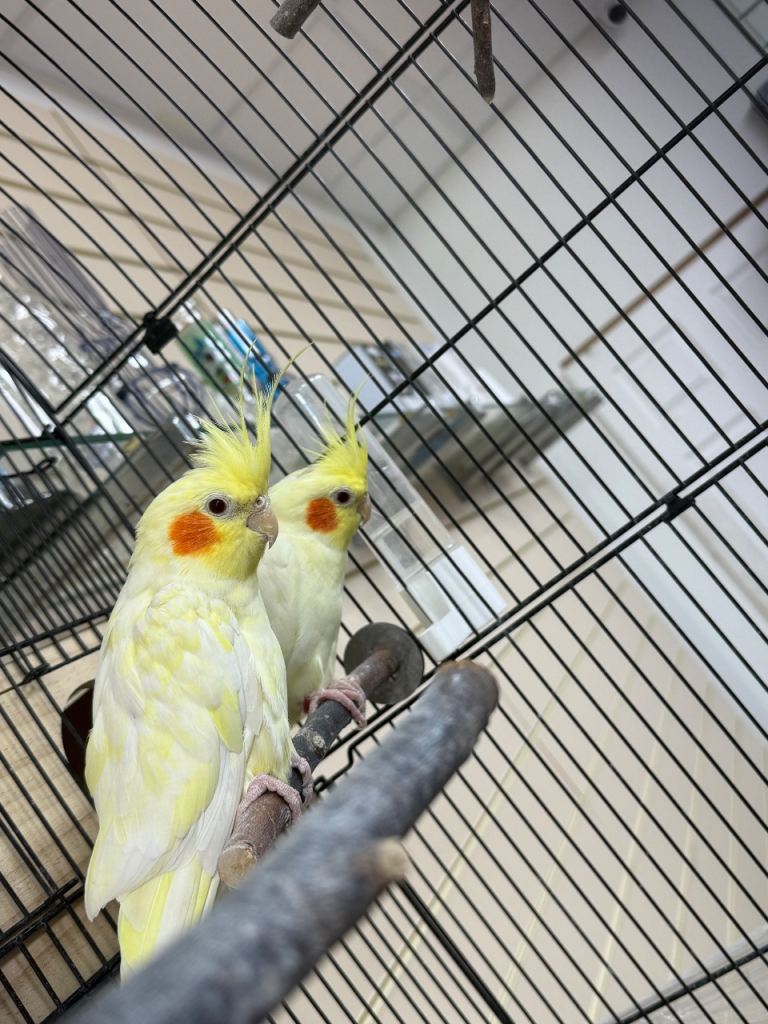 Cockatiels for sale 