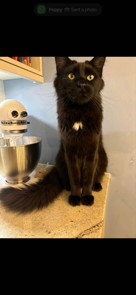 🐾 Beautiful 3-Year-Old Maine Coon Girl Looking for Her Forever Home 🐾