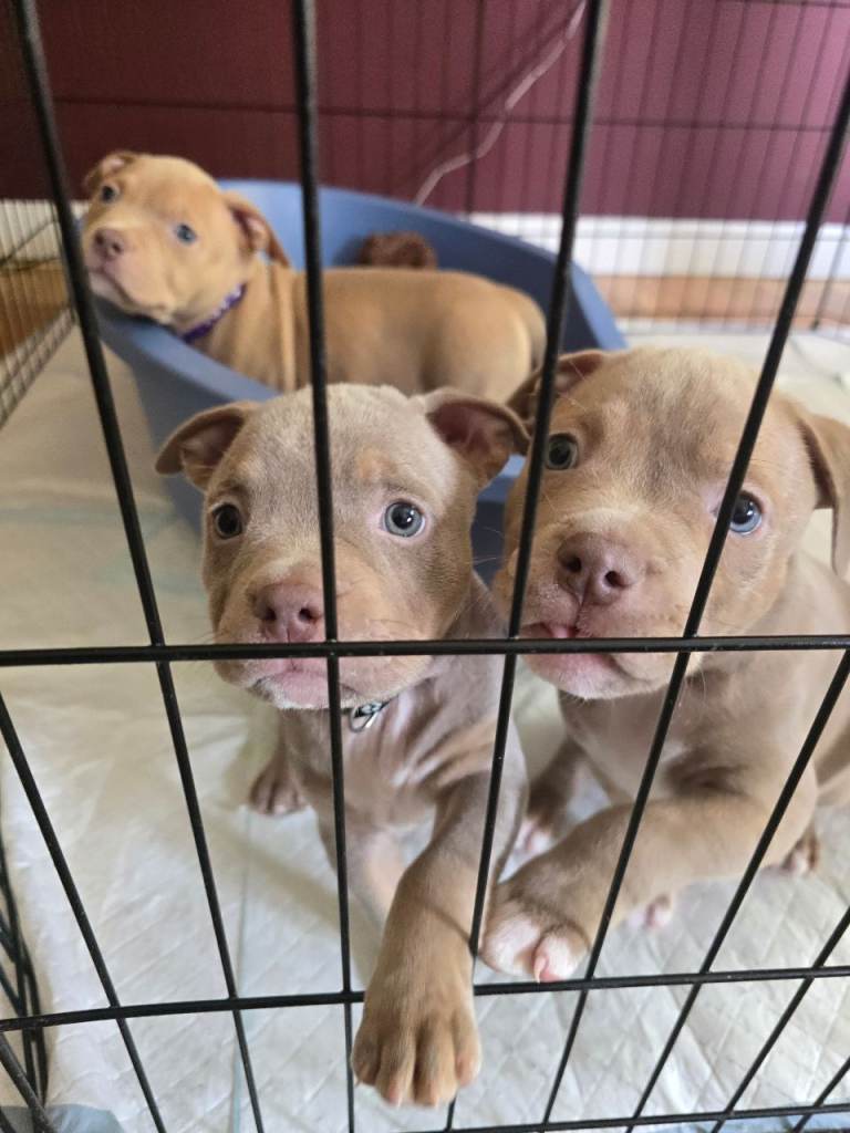 Pocket Bully Puppies