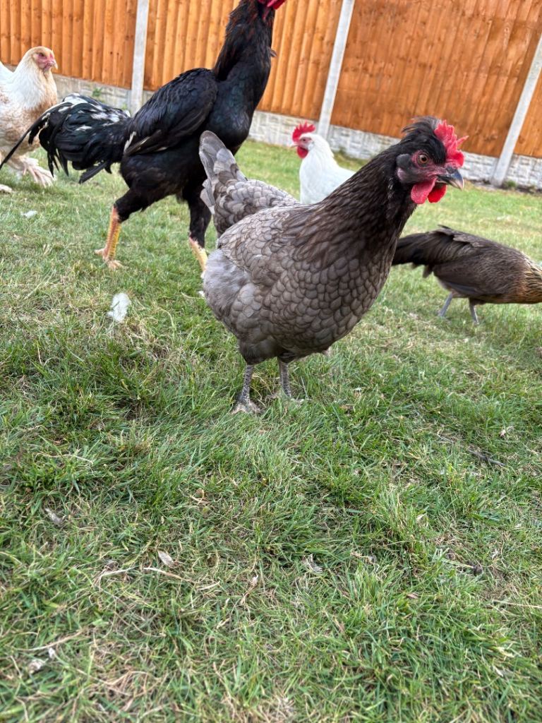 Chickens for sale