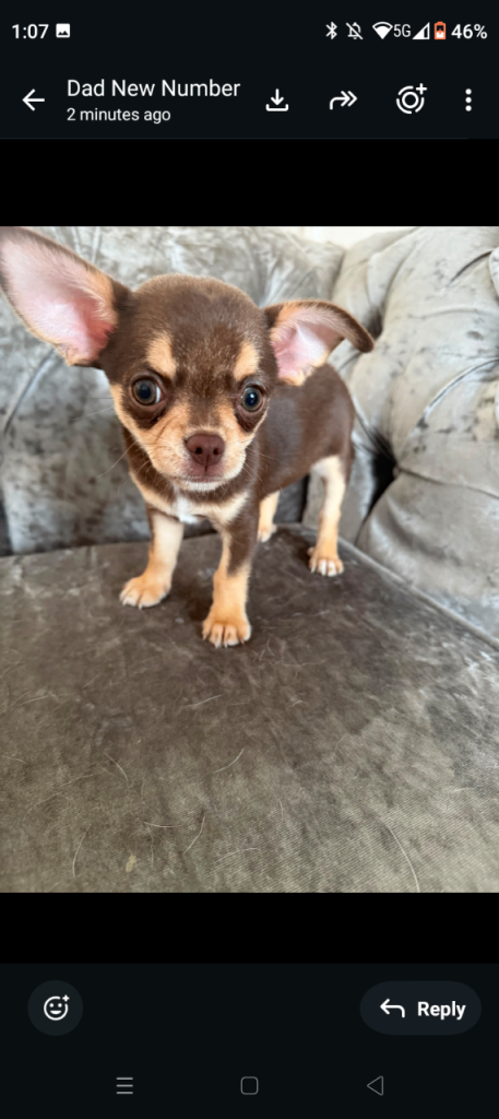 Chihuahua puppies for sale 