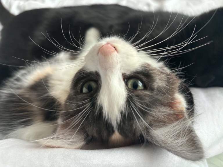 Fluffy  , three coloured, kitten girl 