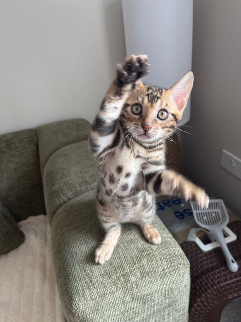 Beautiful Bengal boy 