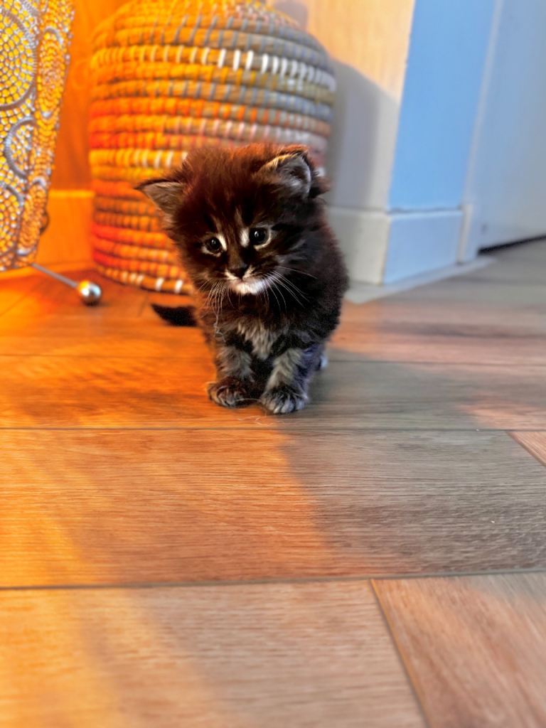 MAINE COON KITTENS 🖤 ABERDEENSHIRE