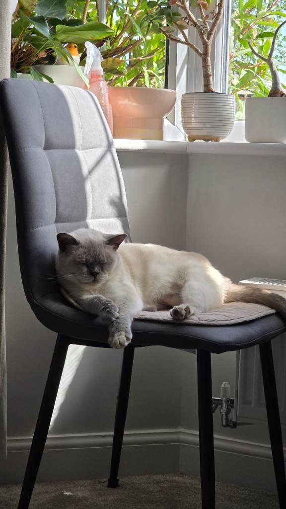 Friendly 7-year-old female cat looking for a new home