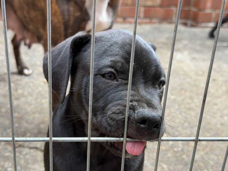 Staffy puppies 