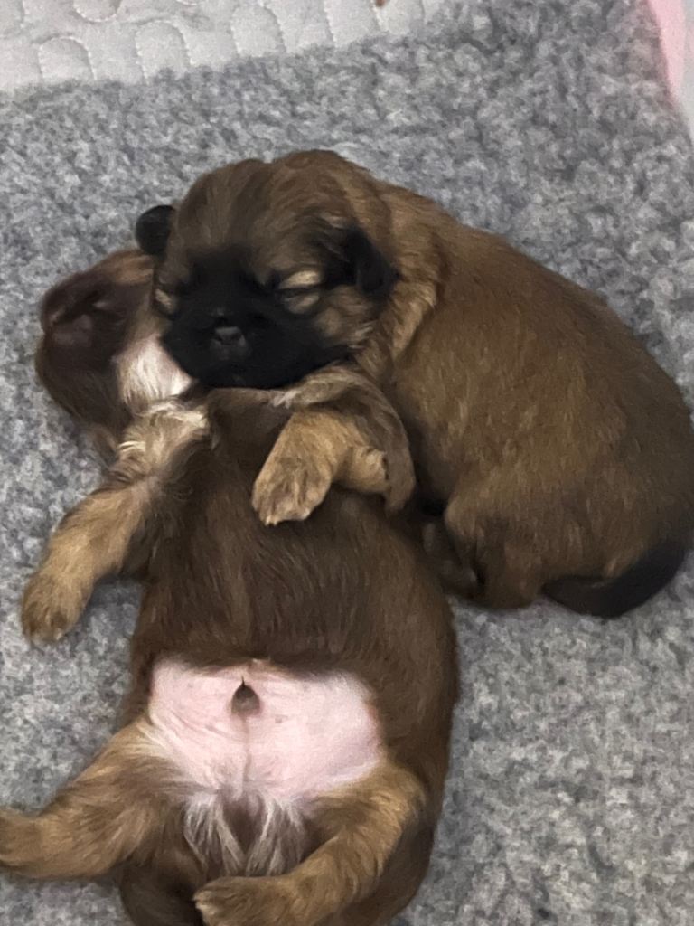 Imperial Shih Tzu puppies