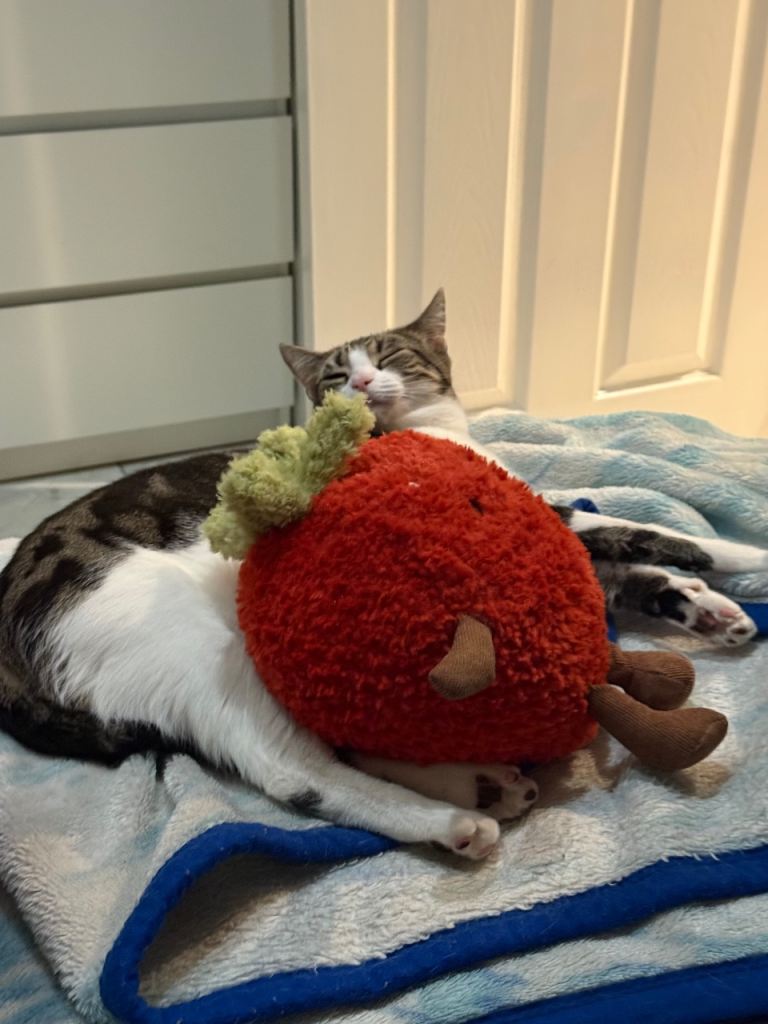 Help find a forever home for Mila💕🐱