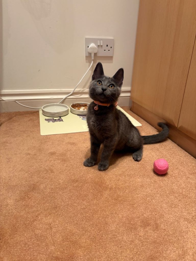 female kitten