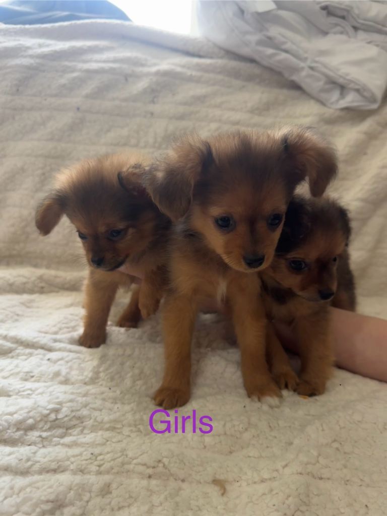 Pomeranian x puppy’s 3 girls 3 boys