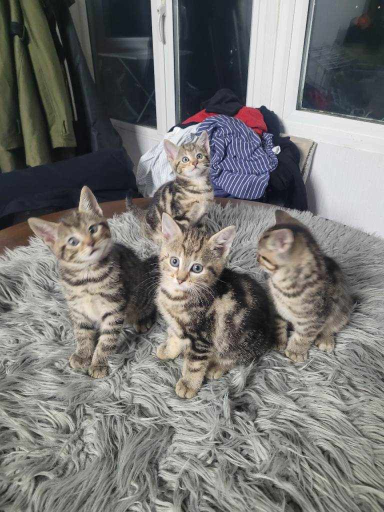 Beautiful Tabby Playful kittens