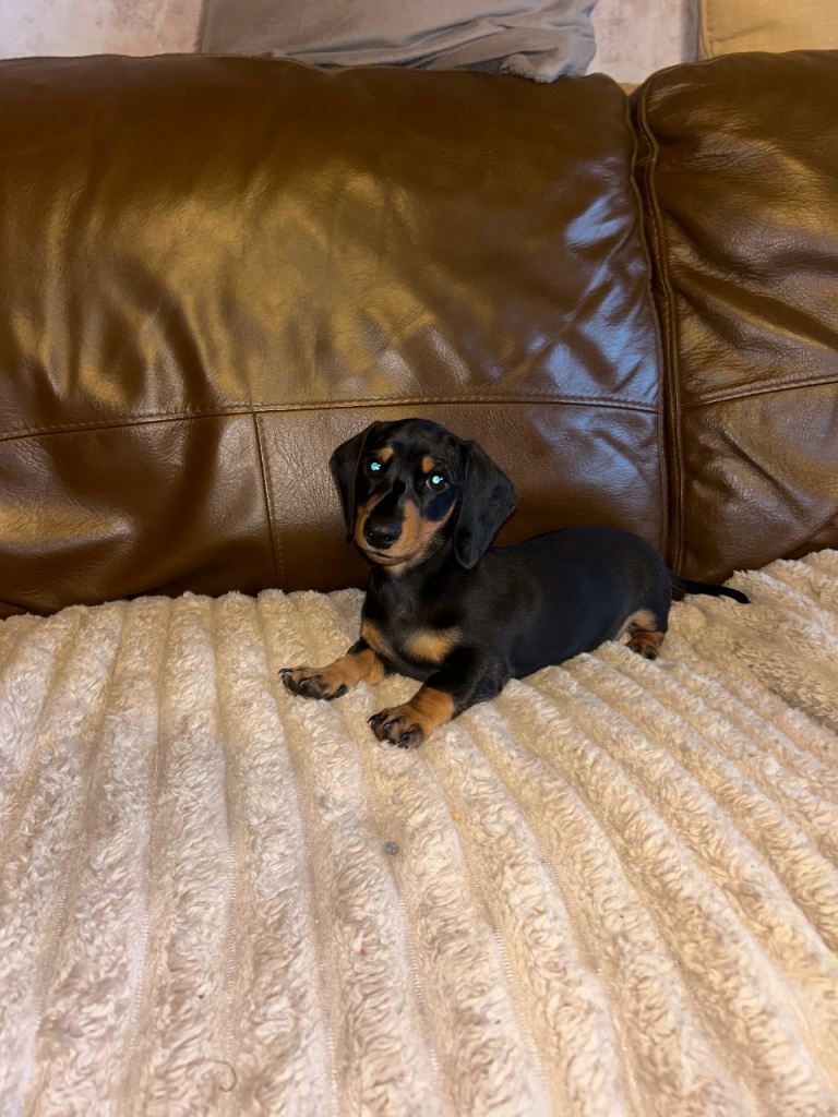 Ready to go Miniature Dachshund puppy’s 