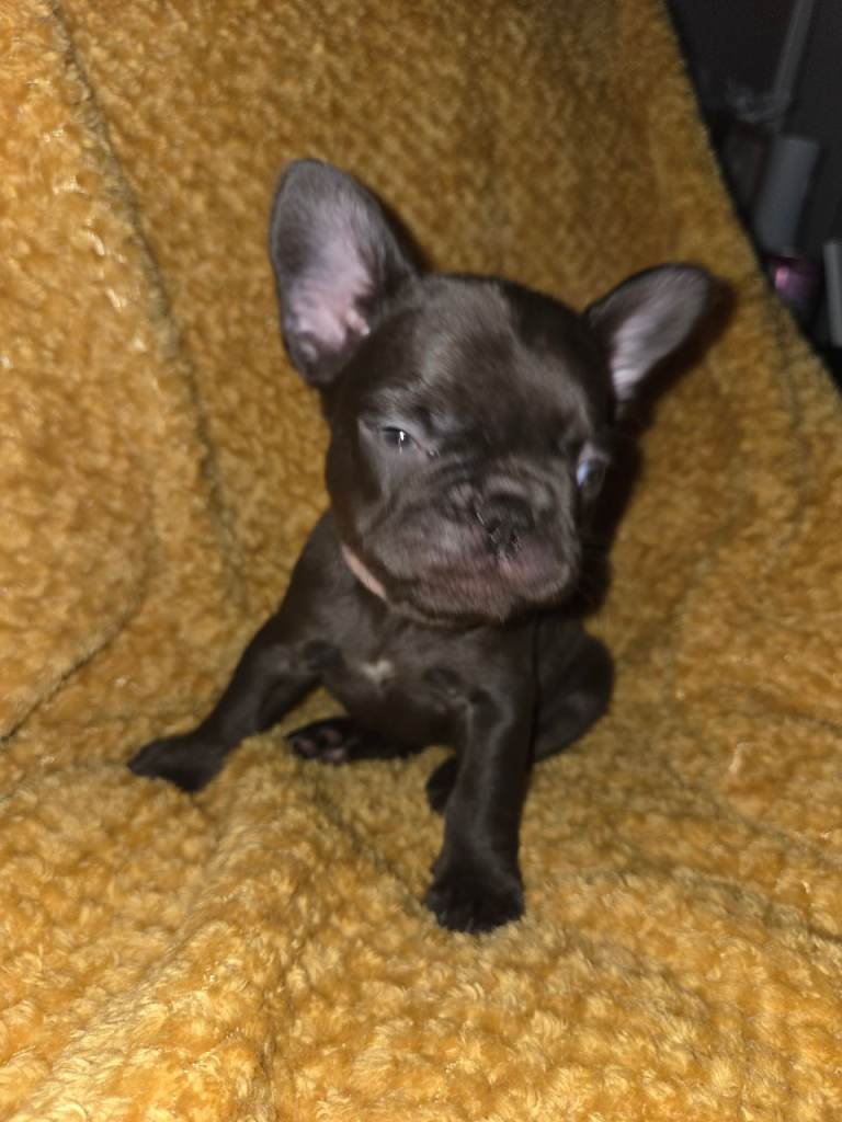 French bull dog puppies