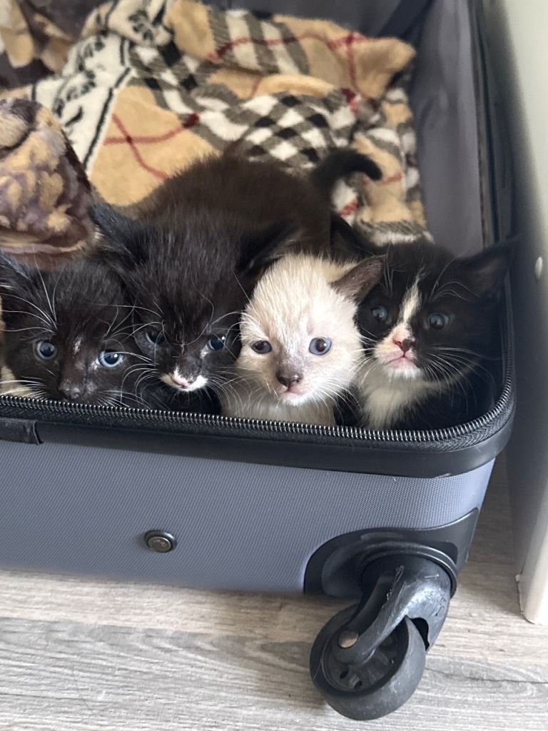 😍GORGEOUS TABBY KITTENS😍