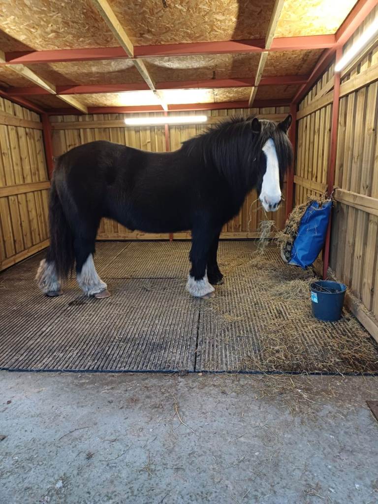 14hh Draught Cob