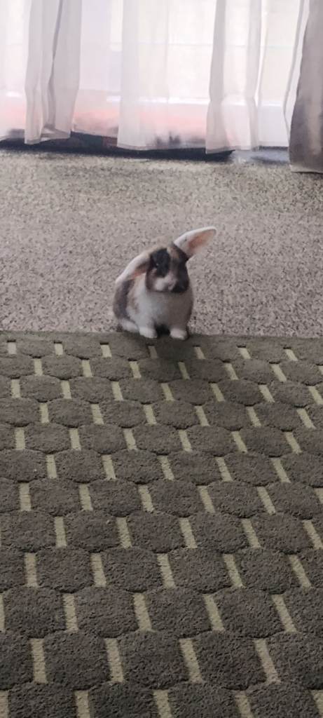 Beautiful lop eared bunnies for sale 